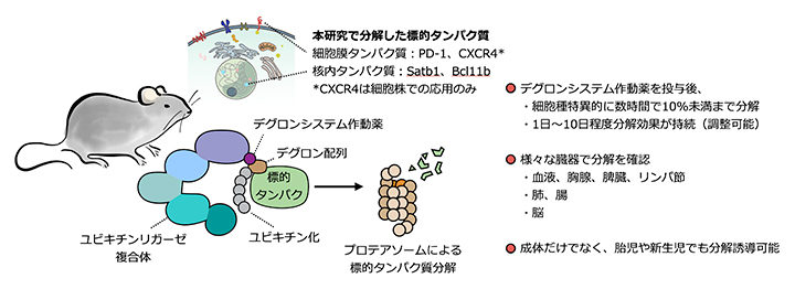 マウスでの生体内標的タンパク質分解技術の概要と特徴の図