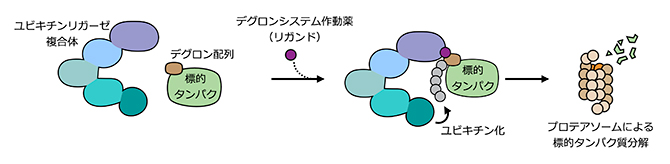 デグロンシステムによる標的タンパク質分解技術の概要の図