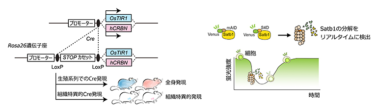 細胞種特異的ユビキチンリガーゼ複合体の形成と標的タンパク質へのデグロン配列の付加の図