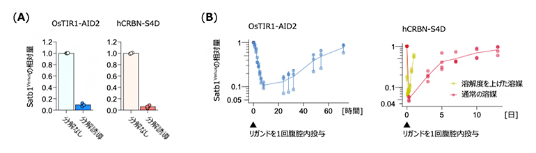 胸腺細胞でのSatb1の分解と血液T細胞のSatb1タンパク質レベルの推移の図