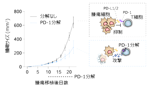 OsTIR1-AID2系でのPD-1分解による抗腫瘍免疫の増強の図