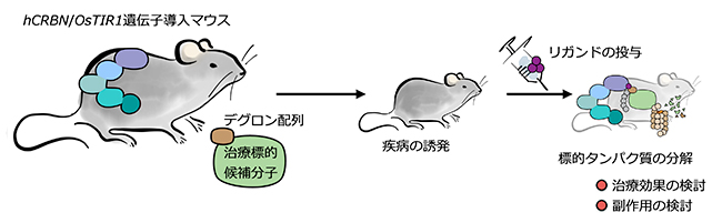 創薬研究への生体内標的タンパク質分解技術の応用の図