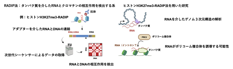 RADIP法の概要とRADIP法を用いた研究例の図