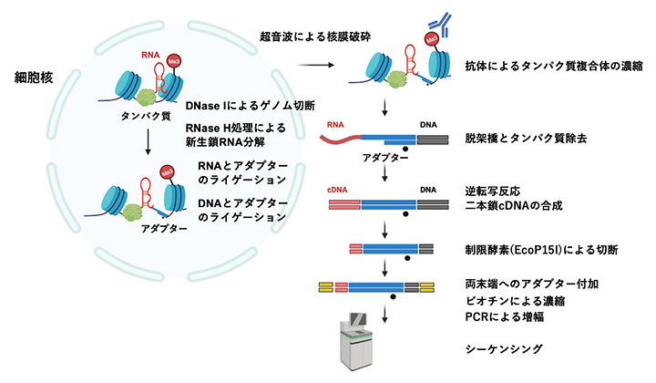 RADIP法の概要の図