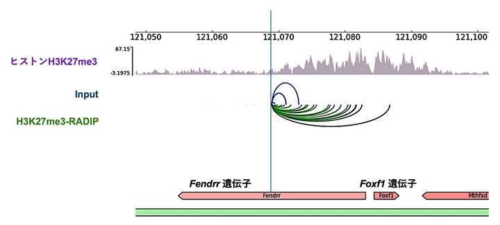 RADIP法によるFendrr遺伝子由来RNAとゲノム領域の相互作用の図