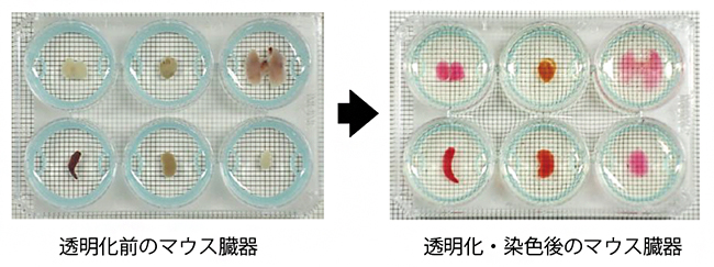 ハイスループットな組織透明化プロトコルによるマウス臓器の透明化の図