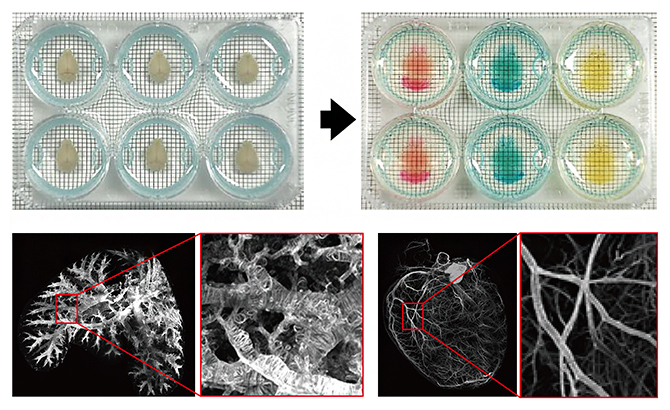 6ウェルプレートを用いたマウス臓器の透明化の図
