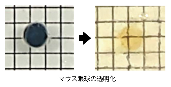 マウス眼球の透明化の図