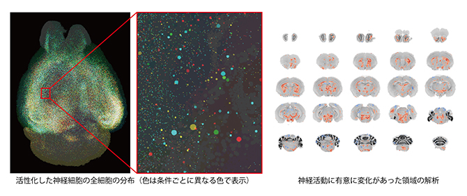 CUBIC-Cloudによる全脳解析パイプラインの解析例の図