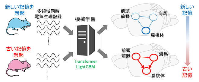 記憶の形成時期を反映する多領域ネットワークの抽出の図