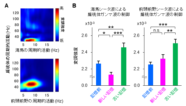 海馬と前頭前野による記憶想起中の扁桃体ガンマ波のコントロールの図