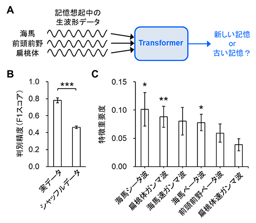 Transformerによる多領域生波形データを利用した記憶形成時期の判別の図