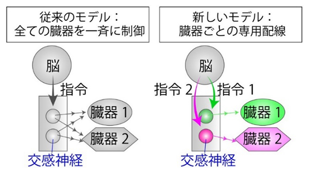交感神経による臓器制御の新しいモデル：臓器ごとに専用の配線を持つ神経回路を発見の図
