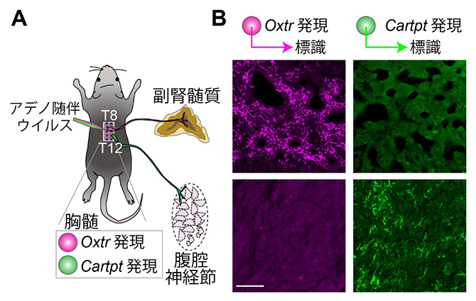 下部胸髄に存在する2種類の交感神経の特異的な軸索投射の図