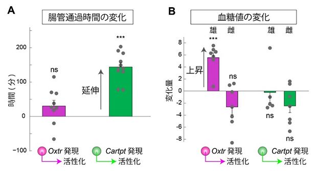 交感神経サブタイプの特異的な活性化実験の図