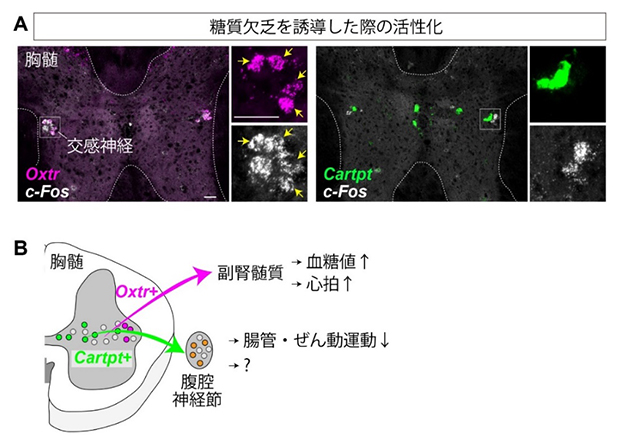 糖質欠乏に対する交感神経の応答と全体のまとめの図