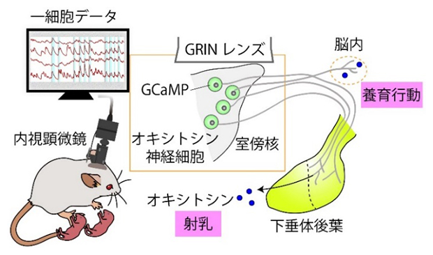 オキシトシン神経細胞の一細胞モニターシステム（左）と脳内のオキシトシン系の構造（右）の図