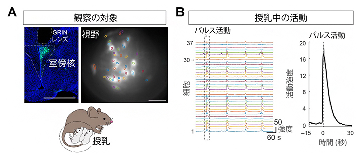 授乳に関連したオキシトシン神経細胞の一細胞活動記録の図
