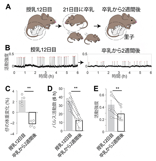卒乳後のオキシトシン神経細胞に見られるパルス状活動の図