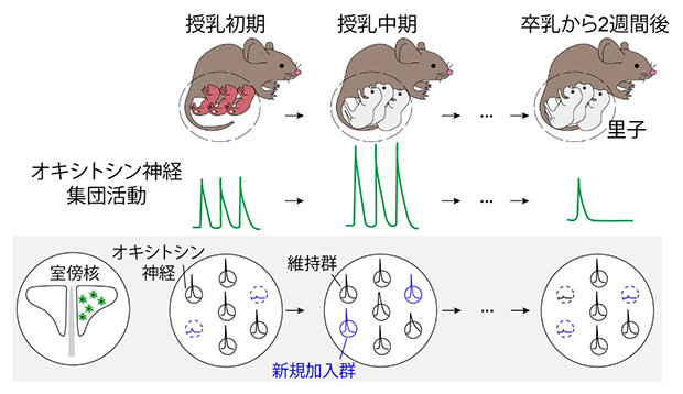 一細胞解析から明らかになった個々のオキシトシン神経細胞の挙動の図
