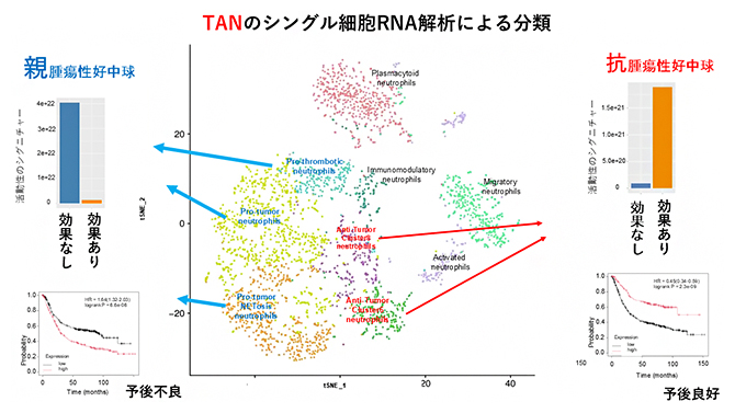 TANのシングル細胞RNA解析の図