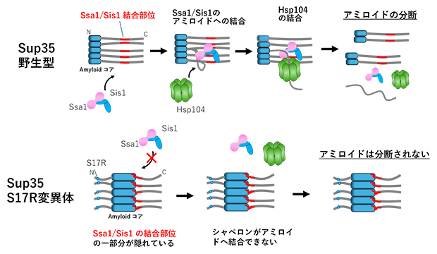 シャペロンタンパク質によるアミロイドの分断メカニズムの図
