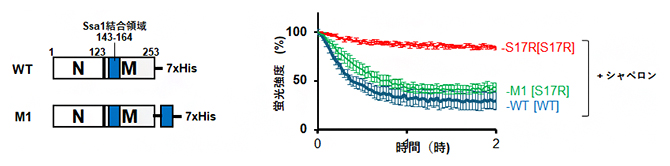 Ssa1結合領域の付与による脱凝集への影響の図
