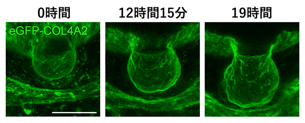 毛包の形態形成においてダイナミックに振る舞う基底膜の図