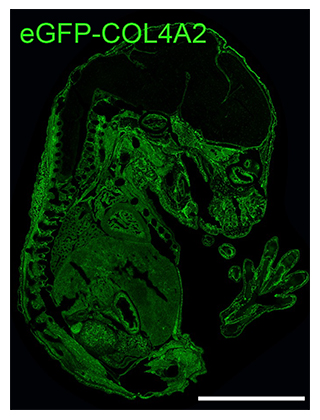 全身の基底膜が可視化できるeGFP-Col4a2マウスの図