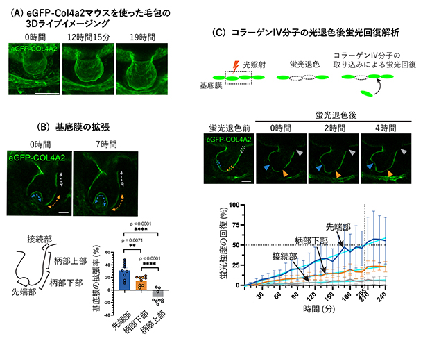 毛包の形態形成過程における基底膜の動態の図