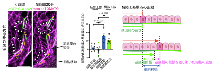細胞と基底膜の協調的な動態の図