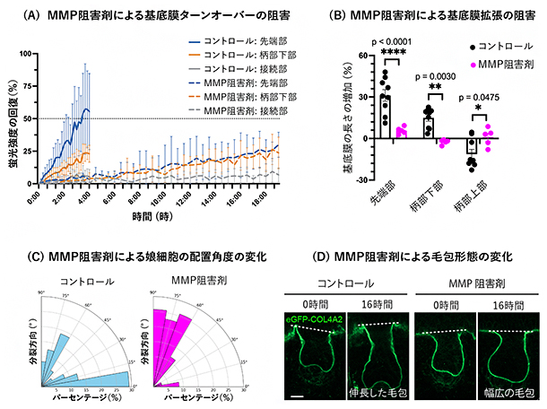 基底膜の拡張と毛包の形態形成に必須なマトリックスメタロプロテアーゼ（MMP）活性の図