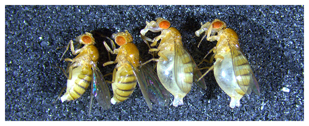 ショウジョウバエの通常個体（左2匹）とマルピーギ管炎症で腹部が膨満した個体（右2匹）の図