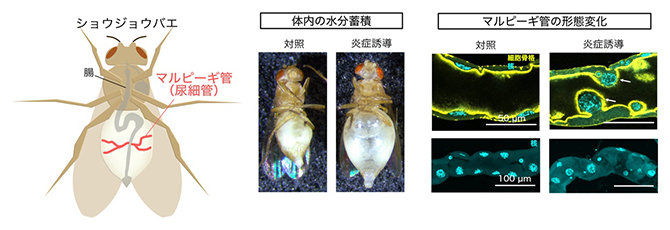 マルピーギ管での炎症誘導による機能・形態異常の図