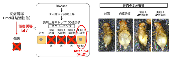 遺伝学的スクリーニングによる傷害誘導因子Attacin-Dの同定の図