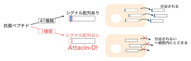 抗菌ペプチドの中で唯一シグナル配列を持たないAttacin-Dの図