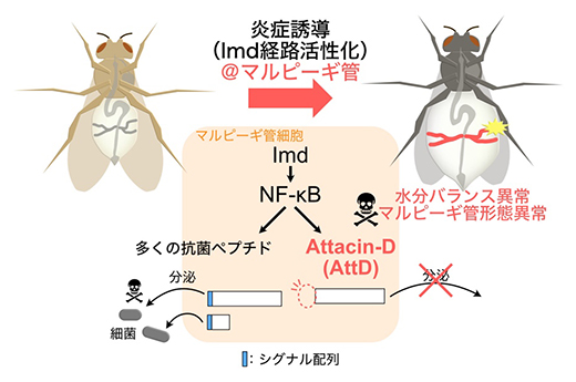 炎症によるマルピーギ管傷害機構の図