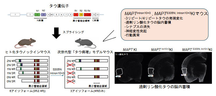 次世代型タウ病理モデルマウスの作製および解析の図