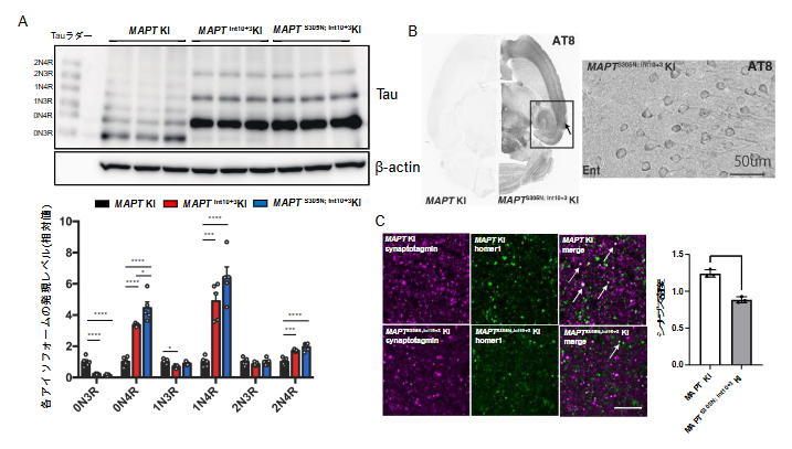 次世代型タウ病理モデルマウスの表現型の図