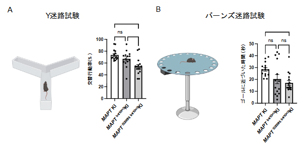 次世代型タウ病理モデルマウスの行動学的特徴の図