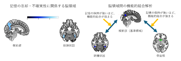 記憶と価値の脳内ネットワークの図