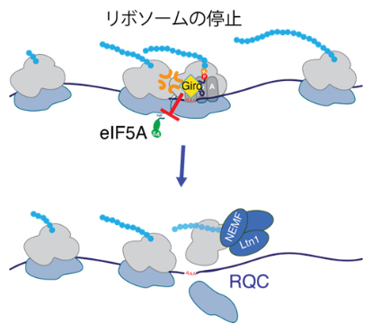 eIF5Aと競合してタンパク質合成を停滞させる海綿由来のジロリンの図
