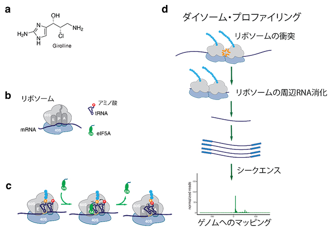 海綿から単離された低分子化合物Giroの作用機構解析手順の図