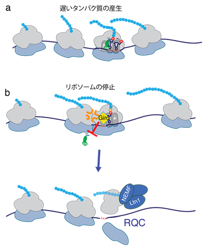 elF5Aと競合してRQCを誘導するGiroの作用機構の図