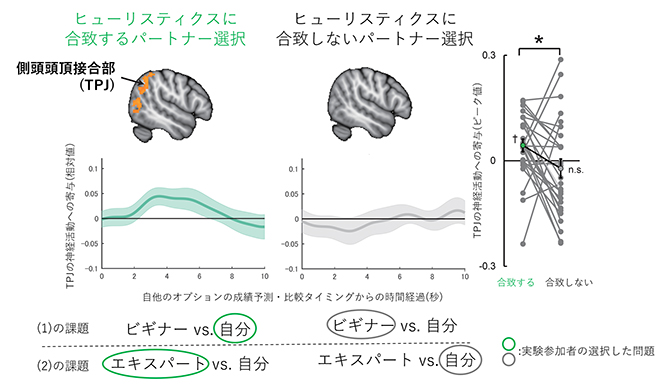 側頭頭頂接合部（TPJ）の社会的認知に対する寄与の図