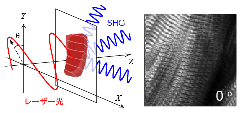 切り身にレーザー光を当て、発生した散乱光（SHG光）で筋繊維の状態を観察の図