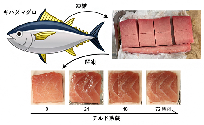 キハダマグロの冷蔵熟成の図