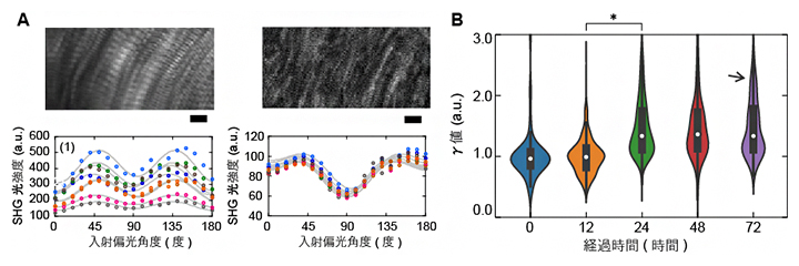 マグロ切り身におけるSHG光強度の入射偏光角度依存性の図
