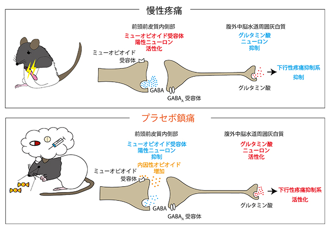プラセボ鎮痛効果の神経生物学的な実態の図