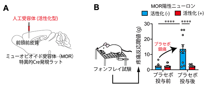 mPFCのMOR陽性ニューロンの活性化によるプラセボ鎮痛効果の抑制の図